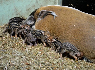 Petunia powiła sześcioraczki, lemury mają bliźniaki - 5