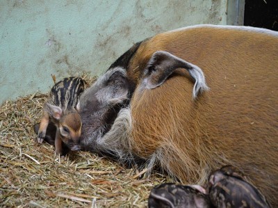 Petunia powiła sześcioraczki, lemury mają bliźniaki - 6