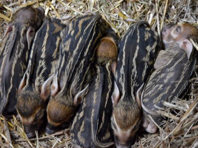 Petunia powiła sześcioraczki, lemury mają bliźniaki