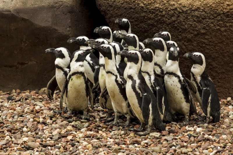 Droższe bilety do wrocławskiego ZOO (SPRAWDŹ CENNIK) - 