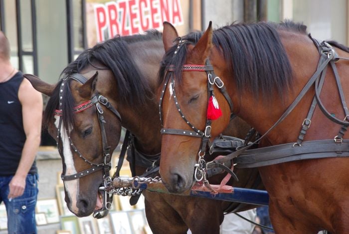 Czy konie na wrocławskim Rynku są bezpieczne?  - Fot. Katarzyna Górowicz