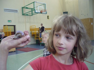 Najszybsze ślimaki ścigały się w Walimiu. Padł rekord świata? - 1
