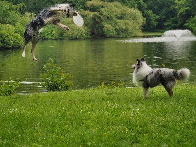 Latające psy w Parku Połudiowym (ZOBACZ ZDJĘCIA)