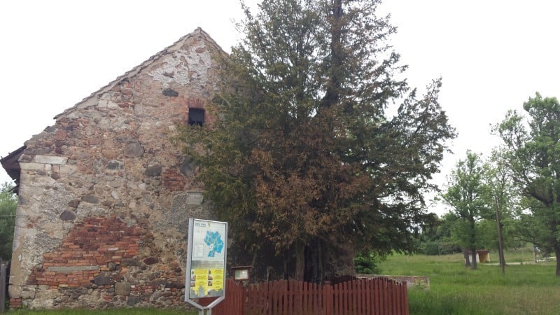 Oto najstarsze drzewo w Polsce. Ma 1340 lat! (ZOBACZ) - 