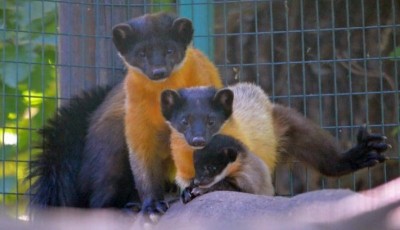 Sensacyjne narodziny we wrocławskim ZOO (ZOBACZ)