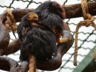 Sensacyjne narodziny we wrocławskim ZOO (ZOBACZ) - 10