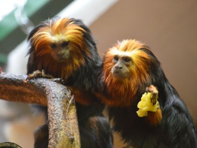 Sensacyjne narodziny we wrocławskim ZOO (ZOBACZ) - 11
