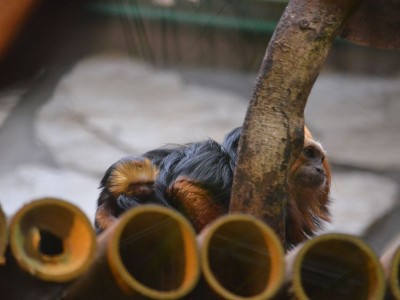 Sensacyjne narodziny we wrocławskim ZOO (ZOBACZ) - 12