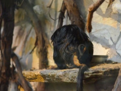Sensacyjne narodziny we wrocławskim ZOO (ZOBACZ) - 13