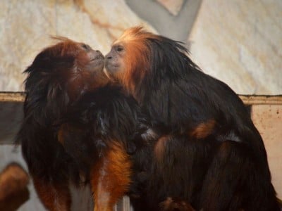 Sensacyjne narodziny we wrocławskim ZOO (ZOBACZ) - 14