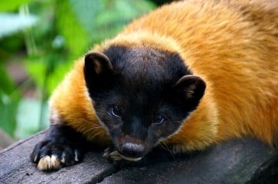 Sensacyjne narodziny we wrocławskim ZOO (ZOBACZ) - 15