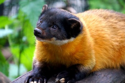 Sensacyjne narodziny we wrocławskim ZOO (ZOBACZ) - 16