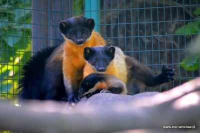 Sensacyjne narodziny we wrocławskim ZOO (ZOBACZ) - 17