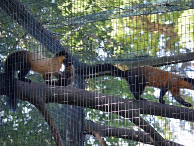 Sensacyjne narodziny we wrocławskim ZOO (ZOBACZ) - 1