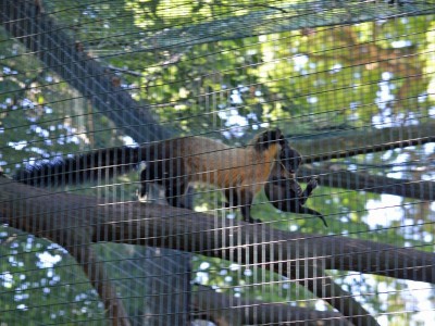 Sensacyjne narodziny we wrocławskim ZOO (ZOBACZ) - 2