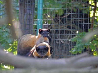 Sensacyjne narodziny we wrocławskim ZOO (ZOBACZ) - 3