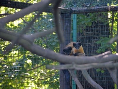 Sensacyjne narodziny we wrocławskim ZOO (ZOBACZ) - 5