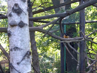 Sensacyjne narodziny we wrocławskim ZOO (ZOBACZ) - 6