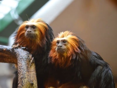 Sensacyjne narodziny we wrocławskim ZOO (ZOBACZ) - 7