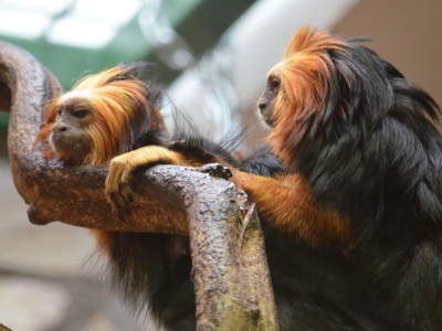 Sensacyjne narodziny we wrocławskim ZOO (ZOBACZ) - 8