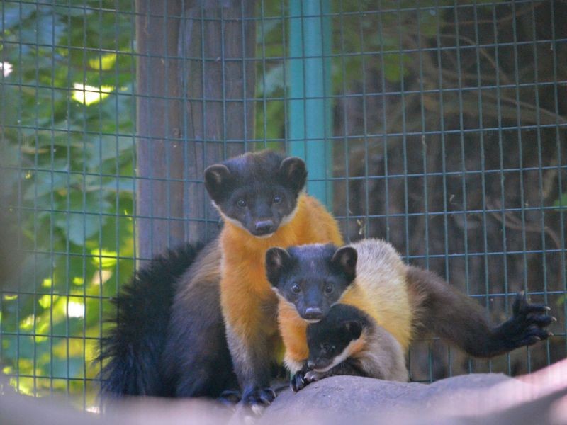 Sensacyjne narodziny we wrocławskim ZOO (ZOBACZ)