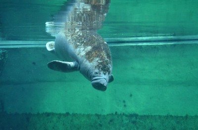 Wrocław: Wielkie święto w ogrodzie zoologicznym (FOTO) - 13