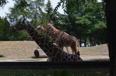 Wrocław: Wielkie święto w ogrodzie zoologicznym (FOTO) - 14