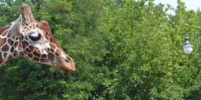 Wrocław: Wielkie święto w ogrodzie zoologicznym (FOTO) - 17
