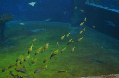 Wrocław: Wielkie święto w ogrodzie zoologicznym (FOTO) - 9