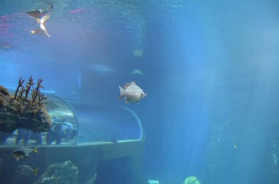 Wrocław: Wielkie święto w ogrodzie zoologicznym (FOTO) - 11