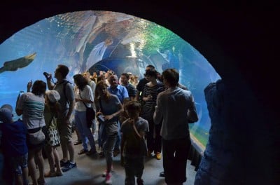 Wrocław: Wielkie święto w ogrodzie zoologicznym (FOTO) - 3