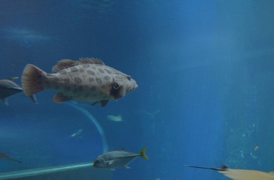 Wrocław: Wielkie święto w ogrodzie zoologicznym (FOTO) - 5