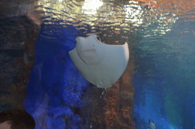 Wrocław: Wielkie święto w ogrodzie zoologicznym (FOTO) - 7