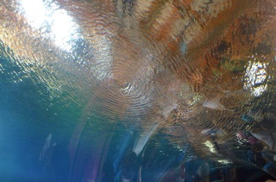 Wrocław: Wielkie święto w ogrodzie zoologicznym (FOTO) - 8