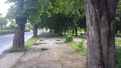 Bitwa o drzewa odłożona do niedzieli