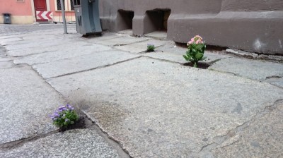 Dziura na dziurze, więc posadzili kwiatki (ZOBACZ ZDJĘCIA)
