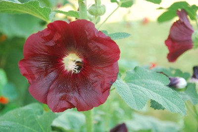 Lato, lato zostań z nami (PROGNOZA, ZDJĘCIA) - 2