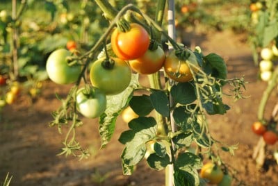 Lato, lato zostań z nami (PROGNOZA, ZDJĘCIA) - 3