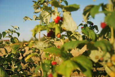 Lato, lato zostań z nami (PROGNOZA, ZDJĘCIA) - 7