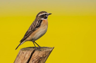 Poświęcają swój czas, pieniądze oraz prywatne życie... (ZDJĘCIA) - 11