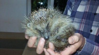 Poświęcają swój czas, pieniądze oraz prywatne życie... (ZDJĘCIA) - 1