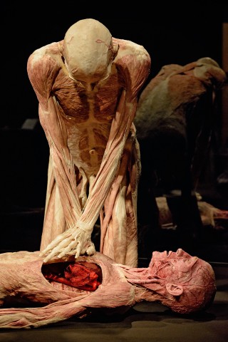 Body - wystawa ludzkich ciał już we Wrocławiu - 5