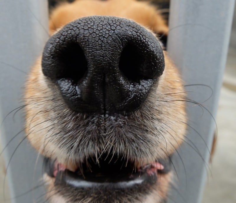 Zrobili psią wystawę, by znaleźć dom dla czworonogów (FOTO) - fot. Karolina Mazurkiewicz