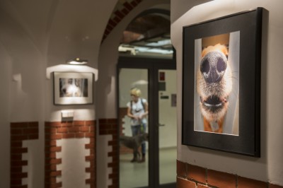 Zrobili psią wystawę, by znaleźć dom dla czworonogów (FOTO) - 11