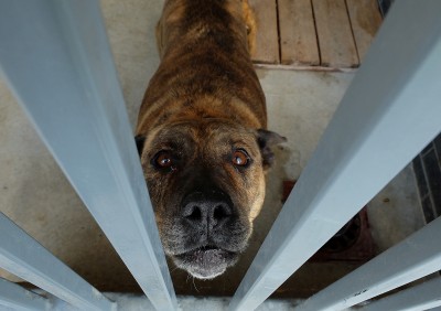 Zrobili psią wystawę, by znaleźć dom dla czworonogów (FOTO) - 7