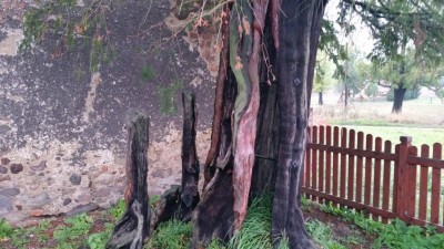 Usycha najstarsze drzewo w Polsce