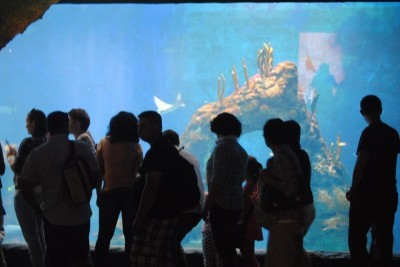 Pierwsze urodziny wrocławskiego Afrykarium - 10