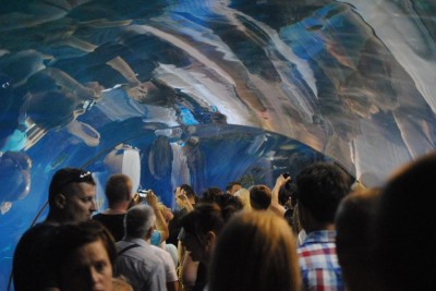Pierwsze urodziny wrocławskiego Afrykarium - 11