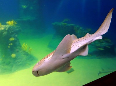 Pierwsze urodziny wrocławskiego Afrykarium - 3