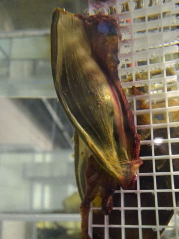 Pierwsze urodziny wrocławskiego Afrykarium - 4